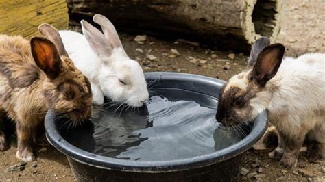 8 Easy Ways Get Your Rabbit To Drink More Water