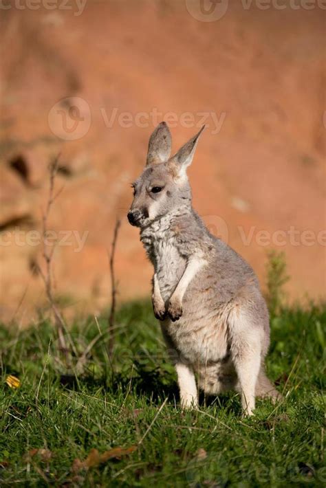 red kangaroo baby 841949 Stock Photo at Vecteezy