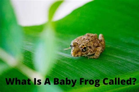 What is a Baby Frog Called & Why? (Murder Background)