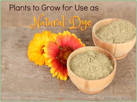 Natural Dye: Plants You Can Grow To Color Things Naturally