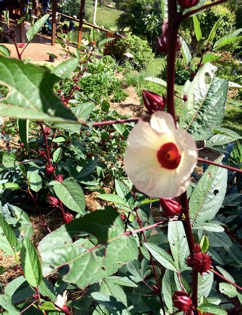 Our Permaculture Life: How to Grow, Harvest and Use Rosella (Hibiscus sabdariffa)