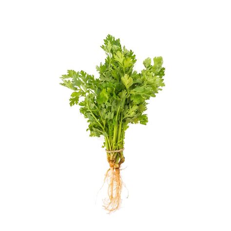 Coriander Leaves - Market Boy | SG Wet Market Online | Vegetables