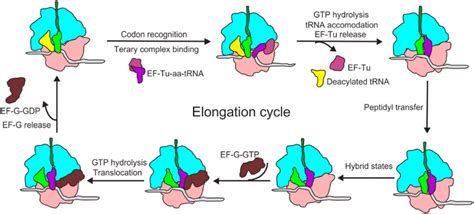 Translation Elongation