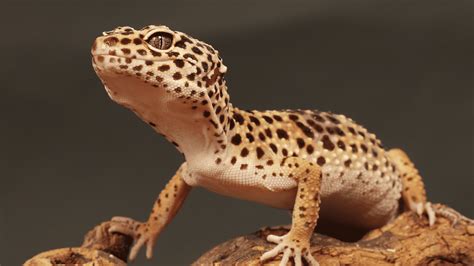 Why Are Leopard Geckos Tails Fat – Childhoodpets.com