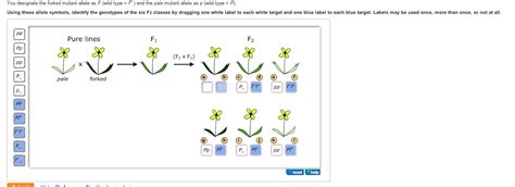 Solved You designate the forked mutant allele as F (wild | Chegg.com