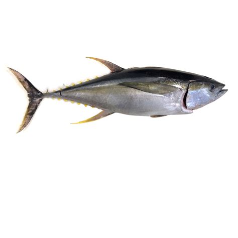 Fresh Yellowfin Tuna - Tropic Fish Hawaii