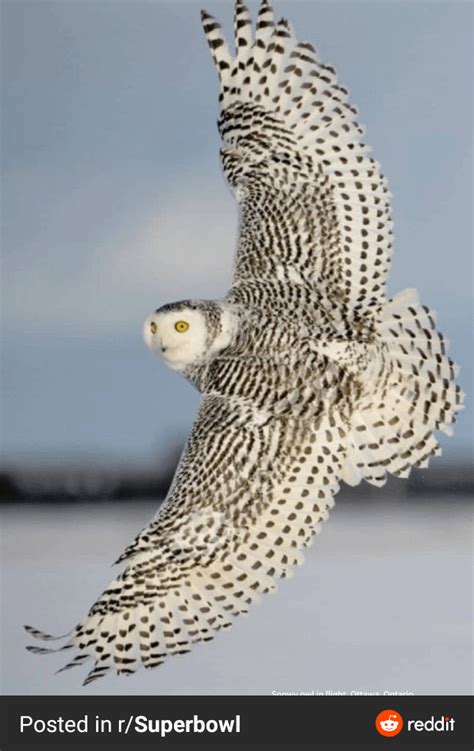 🔥 snowy owl's wingspan (not my 📸) : r/NatureIsFuckingLit