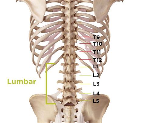 76 best Back Injuries & Spine Disorders | What's Causing my Back Pain ...