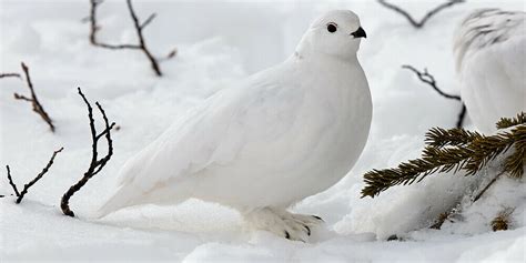 ptarmigan.jpeg