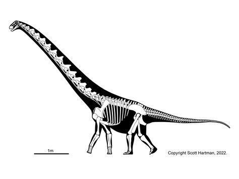 Sauropods and KinDr. Scott Hartman's Skeletal Drawing.com