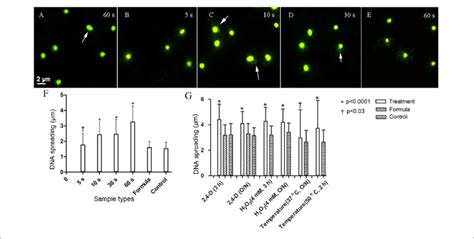 | Fluorescence images (SYBR gold 497/537 nm) showing immediate DNA ...