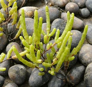 Seasonal Wild Flowers - Common Glasswort