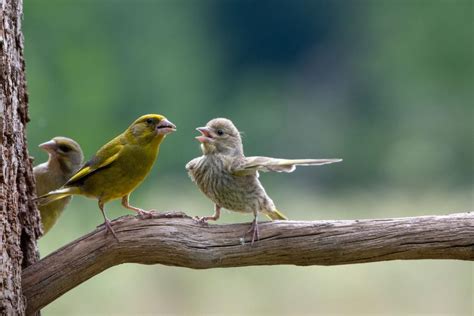 Wildlife photographers' funniest photos showcased in global competition: See finalists