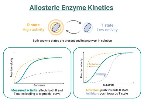 Allosteric Enzyme Kinetics | BioRender Science Templates