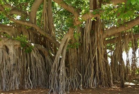 "know The Significance Of Banyan Tree In Hinduism"- My Jyotish