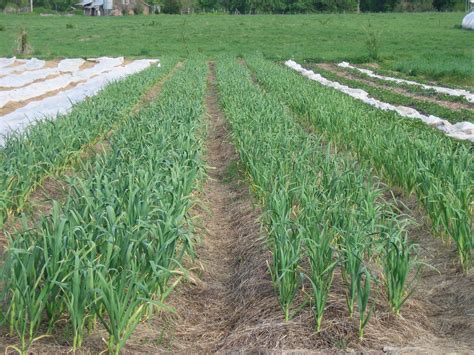 Garlic stages of growth – Sustainable Market Farming