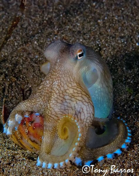 Coconut Octopus (Amphioctopus marginatus) a.k.a. Pacific Veined Octopus Underwater Images ...