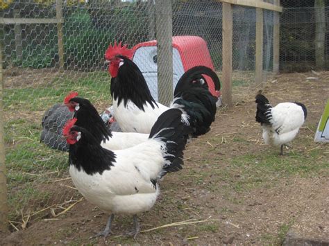 Lakenvelder For Sale | Chickens | Breed Information | Omlet