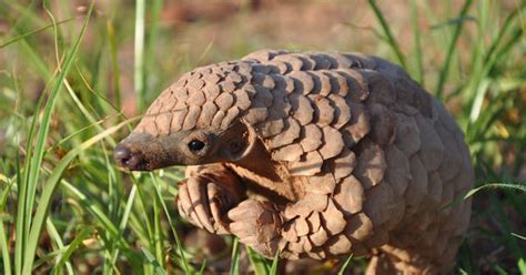 A Lucky Day: World Pangolin Day!