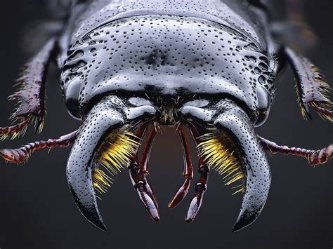 Premier insect photographer John Hallmén shares his secrets for macro ...