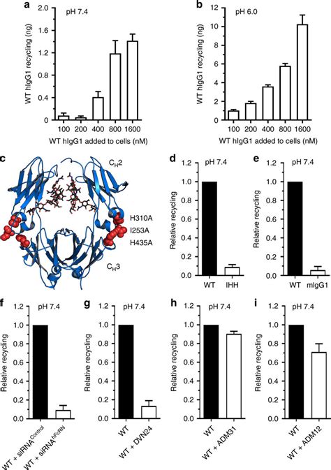 Recycling of IgG is dependent on FcRn. Recycling of WT hIgG1 at a pH... | Download Scientific ...