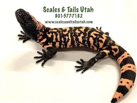 Reptile Adventure at Scales & Tails