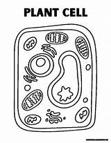 Plant & Animal Cell Coloring Page By Missnelsonsmiddles  TPT sketch template