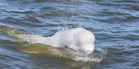 Field Update: Beluga Whale Conservation in Churchill | Assiniboine Park ...