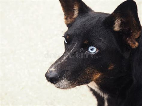 Cute Mixed Breed Dog with Blue Eyes Stock Photo - Image of brown, lying ...