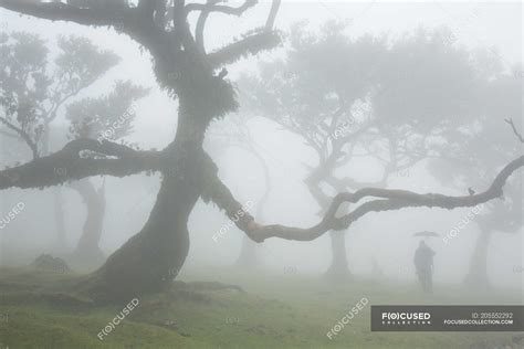 Dark silhouette near big trees — thick, faceless - Stock Photo | #205552292