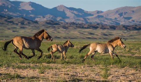 White Wolf : The wild horses of Mongolia: Stunning photographs show glorious return