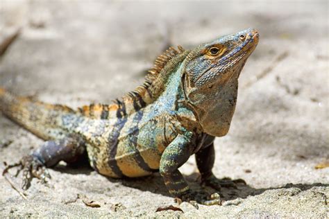 Green Iguana Diet