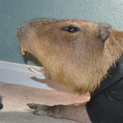 Capybaras have some big teeth : capybara