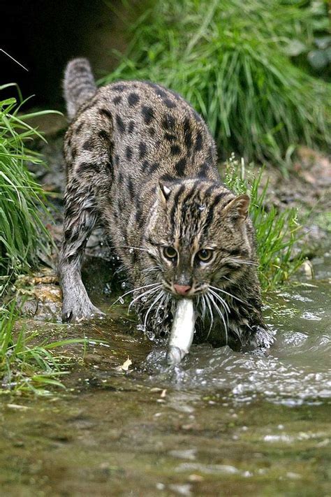 Fishing Cat | Prionailurus viverrinus