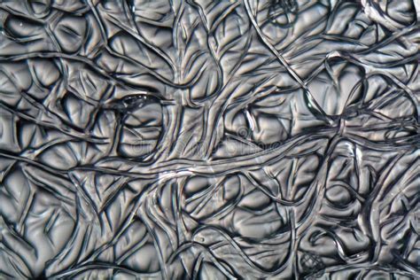 Fibers of Cellulose Acetate Under the Microscope. Stock Photo - Image ...