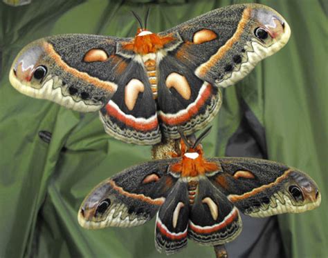 cecropia moth - Hyalophora cecropia Linnaeus