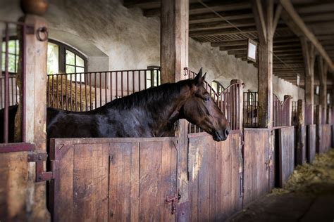 Finding Horse Riding Stables for Lessons: Which Questions to Ask? - HRN