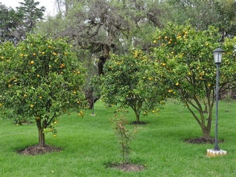 Mi limonero no da limones ¿qué hago? - Succulent Avenue