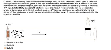 color vision is mediated by cone cells in the retina of the eye most ...