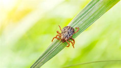 Things You Can Do to Help Prevent Fleas & Ticks From Infesting Your Lawn | Lehigh Valley Lawn