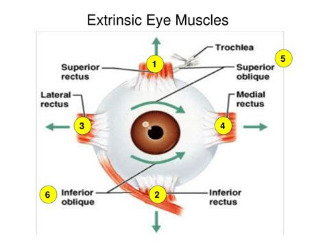 PPT - There are 4 cranial nerves: Optic (II), Oculomotor (III), Trochlear (IV), and Abducens (VI ...