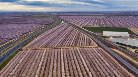 Spray Timing for Almond Bloom Diseases with Brent Holtz - California Ag Network