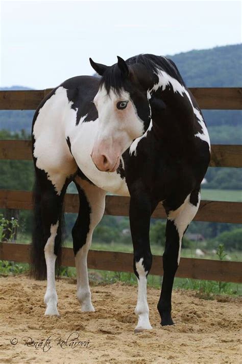 Black and White Paint horse | Paint Horses | Pinterest