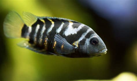 Convict Cichlid (Amatitlania nigrofasciata): Ultimate Care Guide - Fish Laboratory