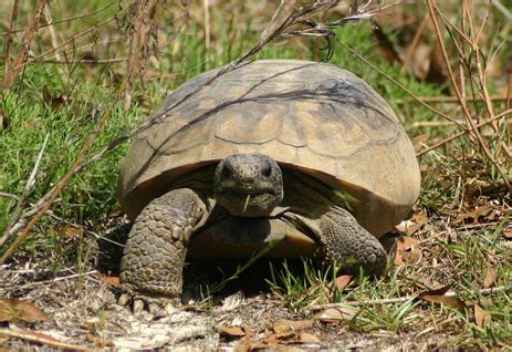 Gopher Tortoise Facts and Pictures