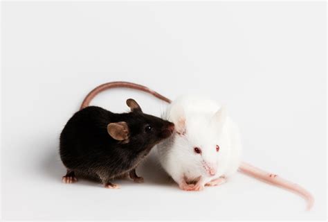 Anxiety drug reverses problems in mice with autism mutation | Spectrum ...