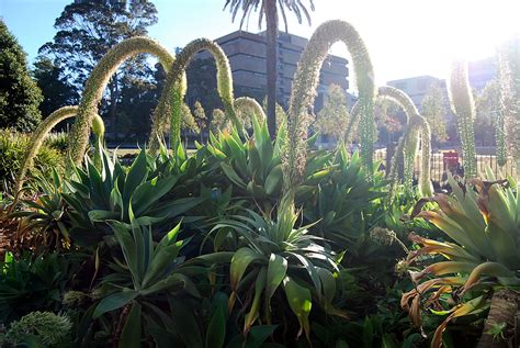 Plants & Flowers » Agave attenuata