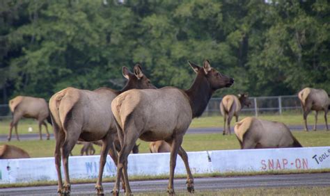 Wildlife Viewing on the Olympic Peninsula & Olympic National Park