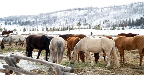 Saddle Up to Winter at the Vista Verde Guest Ranch (Review)