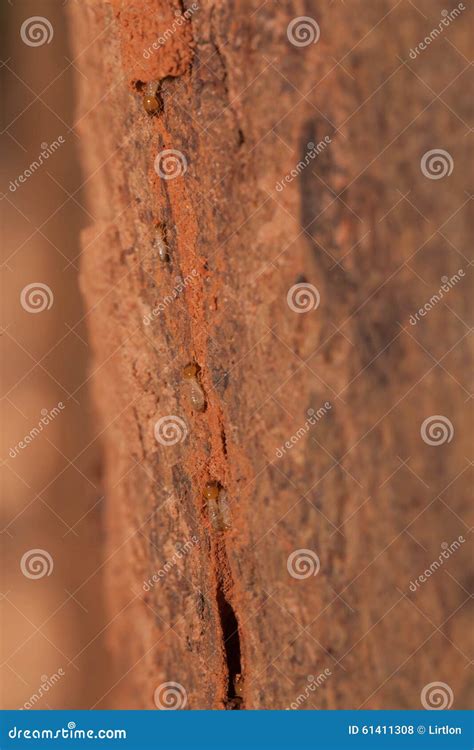 Termite team close up stock photo. Image of scavenger - 61411308